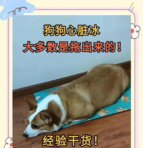 小狗心脏病的症状及相关信息（了解小狗心脏病，做好宠物健康管理）