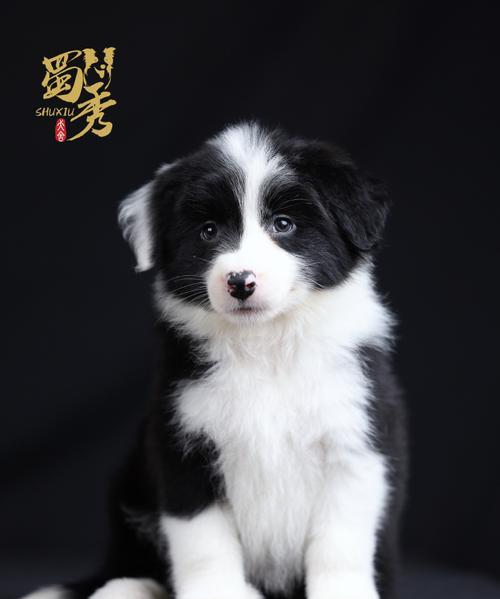 探秘边牧俱乐部（边牧俱乐部）
