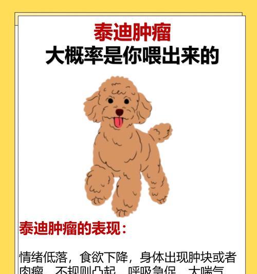夏季养泰迪的6个关键要点（夏季照顾泰迪的小窍门，让它过个舒适健康的夏天）