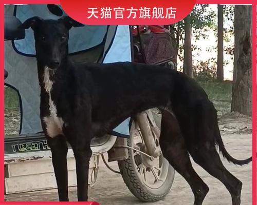 培训你的格力犬成为抓兔高手（打造格力犬的抓兔技能，让你的狗狗成为无敌的猎手）