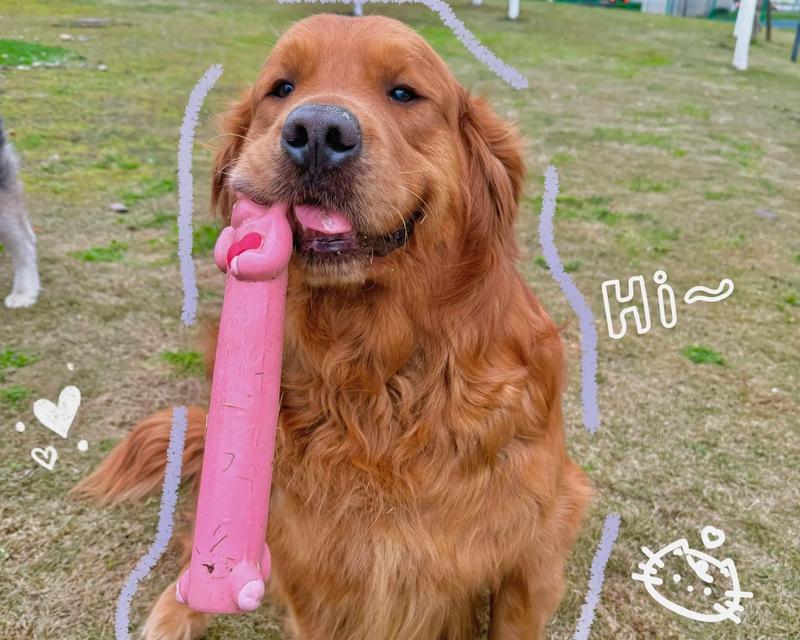 金毛犬的寿命及如何延长其寿命（了解金毛犬的平均寿命和健康保养方法，让它陪伴你更久）