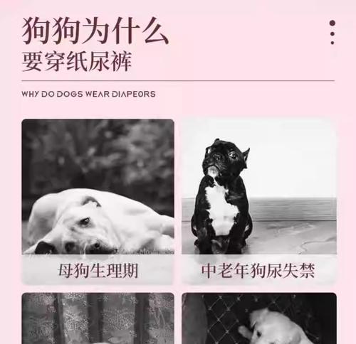 泰迪小母狗的月经周期及应对措施（掌握关键信息，让你的泰迪宝宝健康快乐）