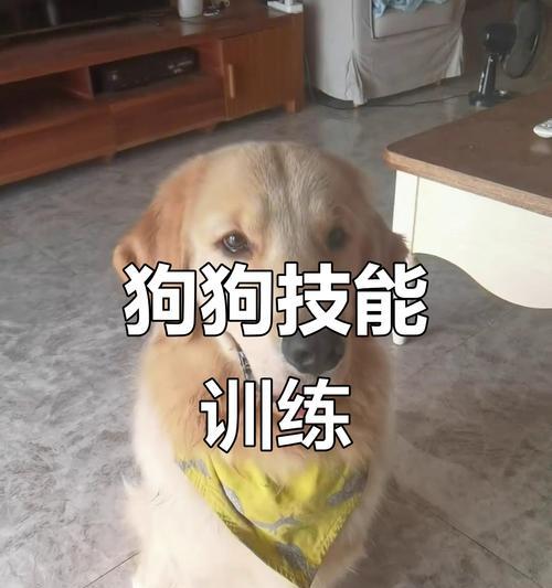 狗狗训练（狗狗训练的技巧和方法，培养宠物的智力与灵敏度）
