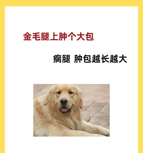 狗摔了后腿关节肿了多久能消肿？（关节肿胀的狗需要多长时间才能康复？）
