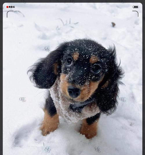 腊肠犬的六大优点（了解腊肠犬的特点和优势，选择适合你的伙伴）