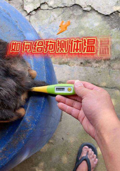 狗狗睡醒多久可以测体温？（了解狗狗体温测量的最佳时机）