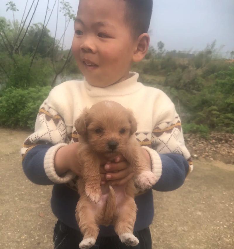 泰迪狗的寿命有多久？（探索泰迪狗的寿命与健康关系）