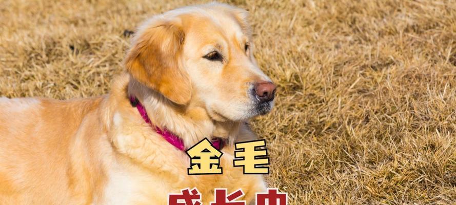 养一只小金毛一个月的花费详解（探究小金毛养育费用，教你如何合理安排金毛宝宝的开销）