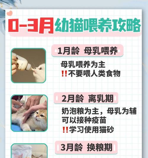猫咪出窝需要多久才能康复？（探寻猫咪出窝康复的时间和过程）