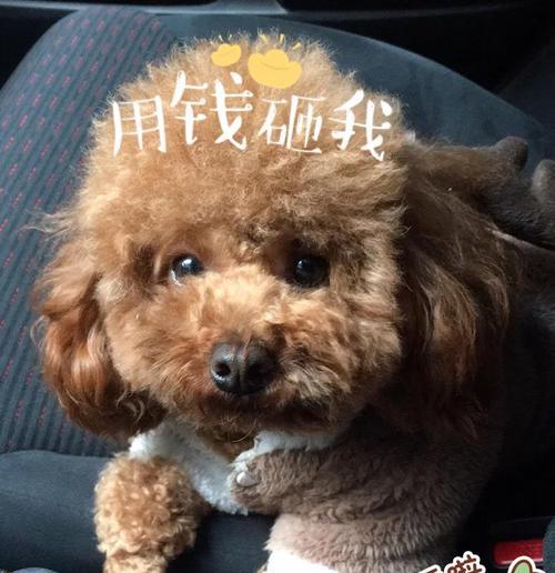 养泰迪犬的6个关键要点（泰迪犬养育指南，为你的宠物提供最佳照顾）