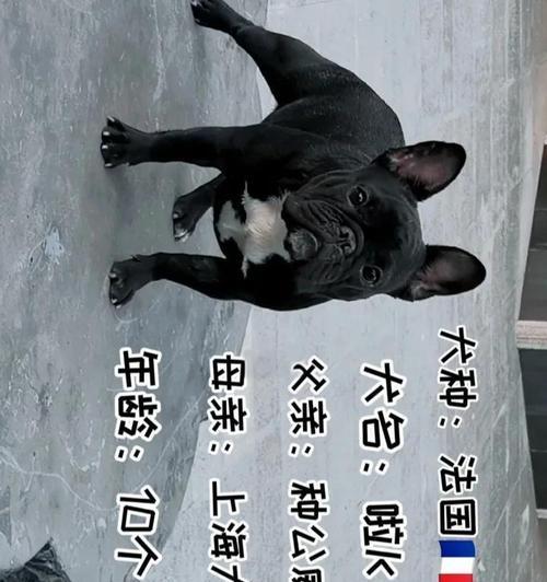 探究法国斗牛犬价格的5大关键因素（了解法国斗牛犬价格的关键因素，让您更明智地购买宠物犬。）