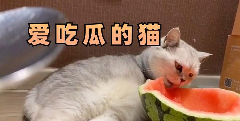 正确喂养猫咪的肉类时间（给猫咪合适的肉类摄入间隔，让它们保持健康）