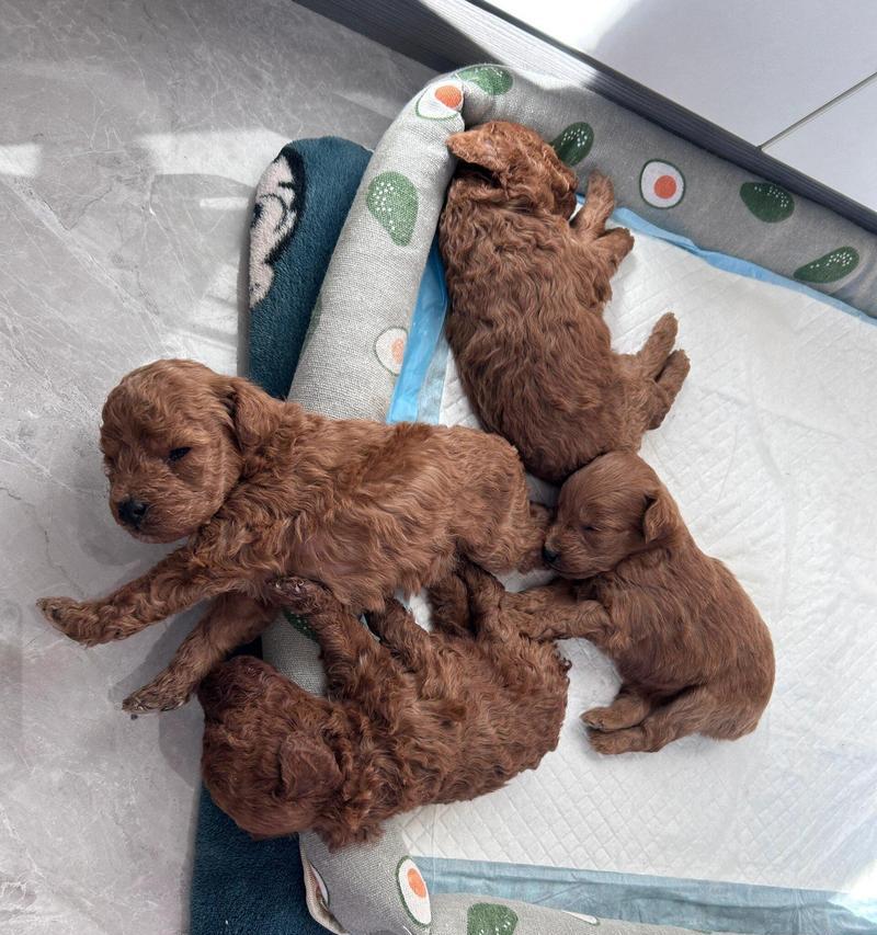 小泰迪狗的价格及赛级泰迪犬的市场行情（了解小泰迪狗价格和赛级泰迪犬市场行情的关键信息）