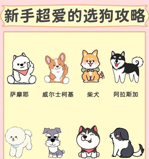 如何科学饲养比熊，让它健康成长（掌握合理饮食安排，关键是饭量和次数）