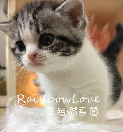 CFA猫比赛（通过竞技比赛，揭示猫咪的非凡潜力）