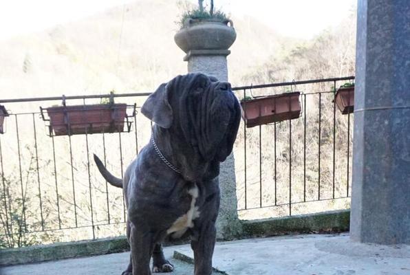 探索意大利著名犬舍（探寻意大利犬舍的世界级品质与独特魅力）