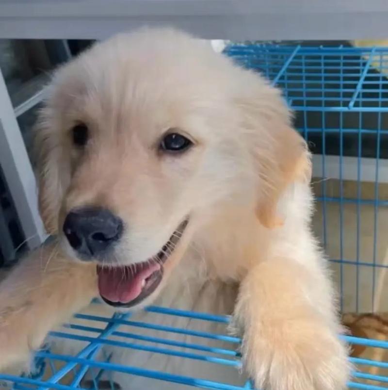 0-8个月的幼犬养护指南（如何更好地照顾幼犬，让它们健康快乐成长）