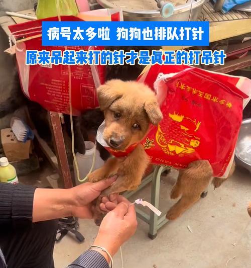 狗狗打针需要多久？（疫苗注射时间及注意事项）