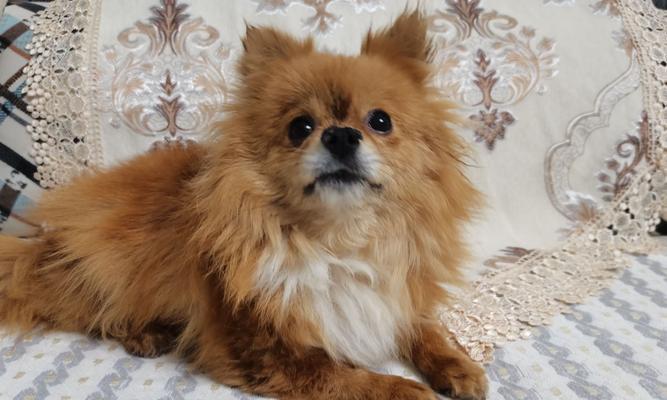 探索博美犬的成长周期——从幼犬到成年犬需要多久？