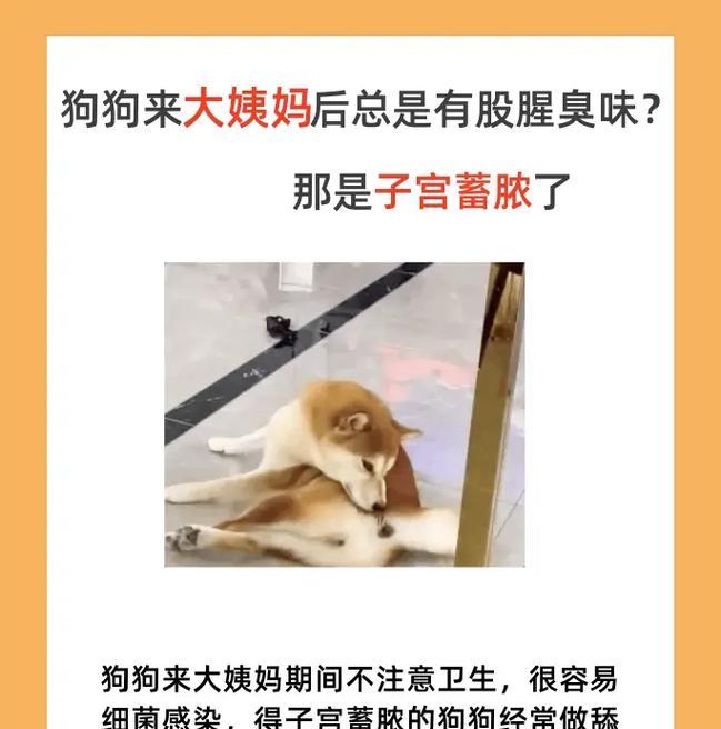 狗生理期的持续时间及相关注意事项（了解狗生理期的周期和照顾要点，关注宠物的健康）