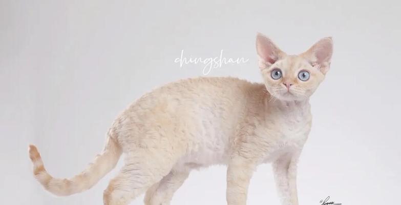 猫与蛋黄的完美组合（探寻猫喜欢吃蛋黄的原因及饮食建议）