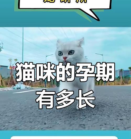 小猫的繁殖周期和生育频率（探索小猫繁殖的奥秘，了解它们的生育频率和孕育时间）
