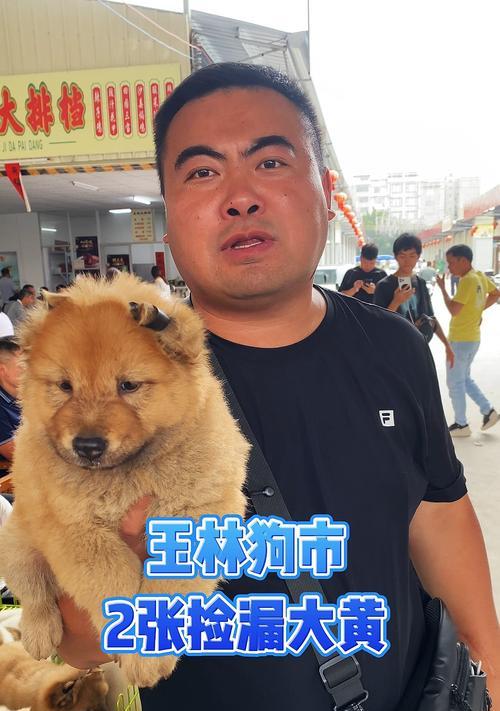 重庆宠物市场的繁荣与问题（解析重庆宠物市场的多元化需求和监管挑战）