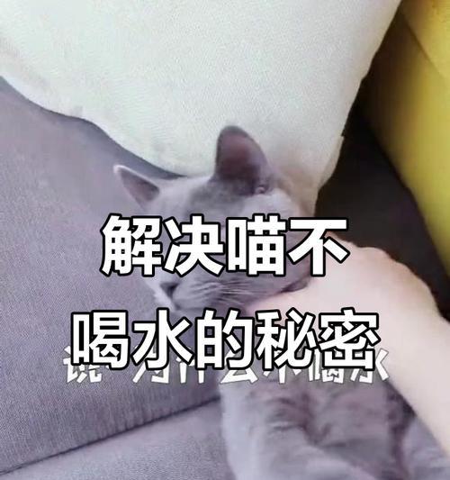 如何让猫咪爱上喝水（5个小妙招解决猫咪不爱喝水问题）