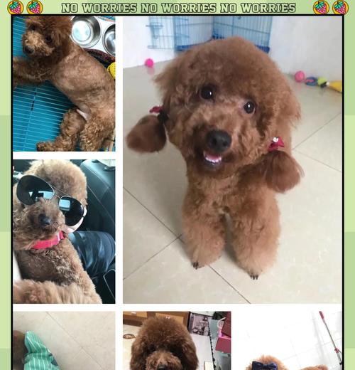 泰迪犬饲养全攻略（从幼崽到老年，打造健康快乐的泰迪生活）
