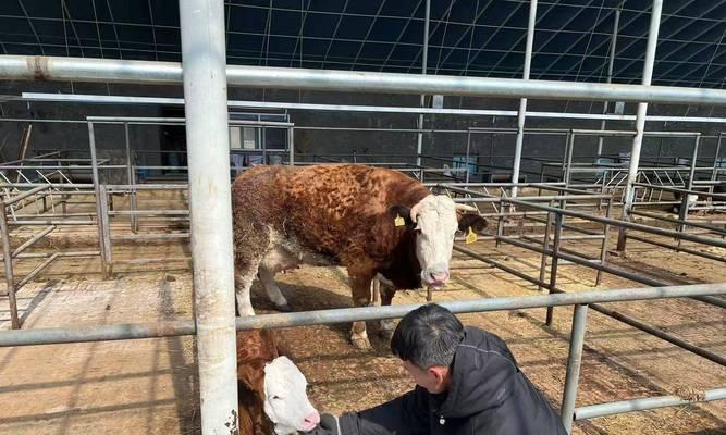 探秘吉林犬的特点和饲养知识（了解吉林犬的起源、外貌与性格特点，掌握科学养护方法）