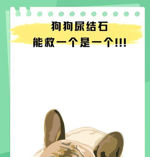 狗狗的尿频与尿液颜色（了解狗狗的生理需求和健康指标）