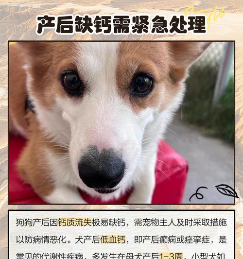 狗狗缺钙不能站立，如何正确补充钙质？（狗狗骨骼健康，钙是关键）