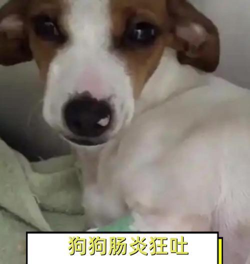 了解狗小肠炎的常见症状及治疗方法（宠物狗健康的关键在于及时发现并应对小肠炎）