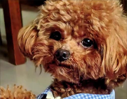泰迪犬饲养指南（从营养到训练，提供全方位的照顾建议）