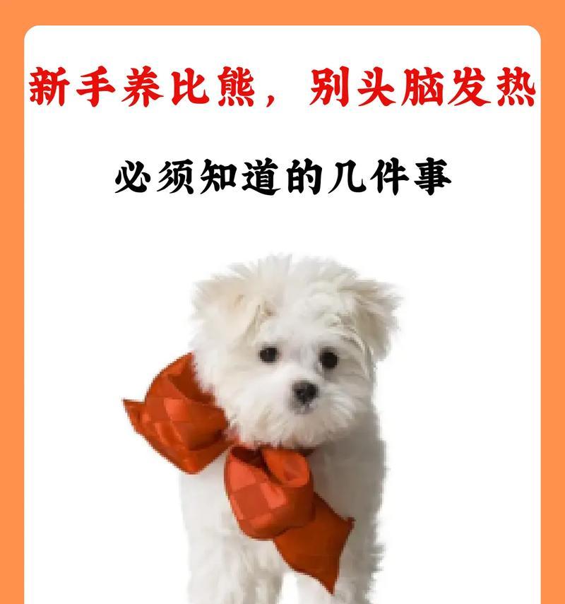 养好比熊犬并不简单（掌握六点养宠常识，让你的比熊犬健康快乐）