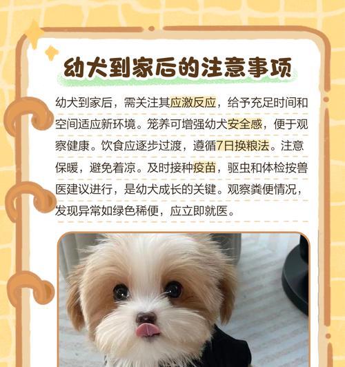 幼犬的排便频率及正常时间（了解幼犬拉粑粑的周期和习惯）