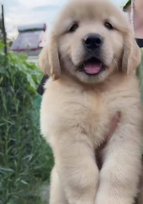 金毛犬的价格及购买注意事项（了解金毛犬的价格，避免买贵了！）
