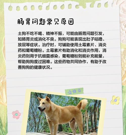 土狗洗澡频率（探究土狗洗澡的最佳频率与方法）