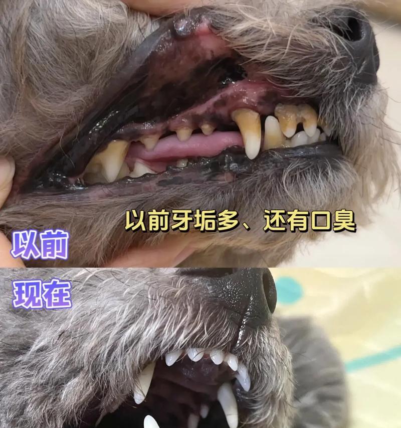 为了宠物健康，每天磨牙多重要（狗磨牙的好处及时间安排）