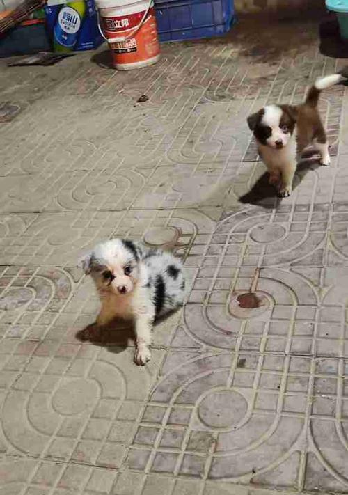新手养犬者的首选——边境牧羊犬（了解七白三通，打造和谐宠物生活）