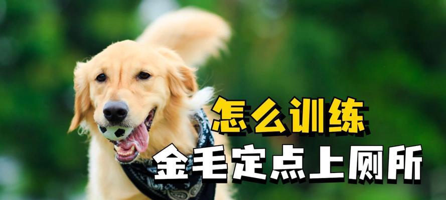 金毛犬训练的时间和技巧（培养金毛犬良好行为习惯的关键步骤和建议）