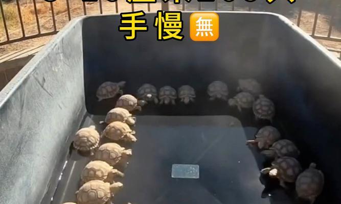 苏卡达养宠物的经历（与苏卡达共度的快乐时光）