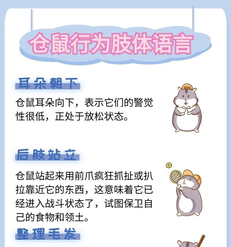 养仓鼠需要避免的禁忌（宠物仓鼠的禁忌事项与注意事项）