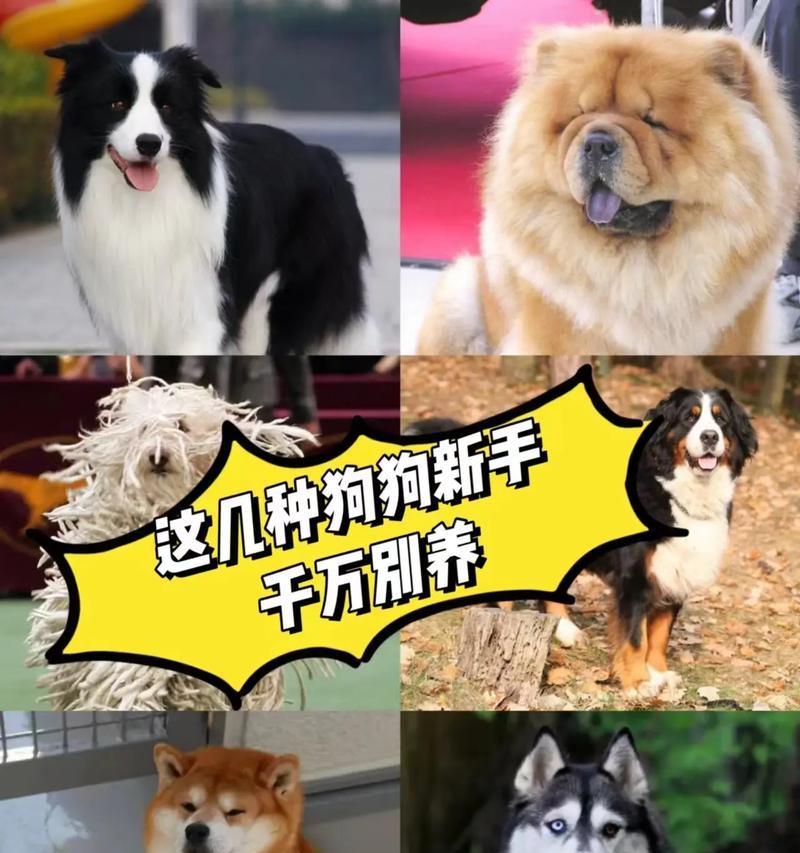 这几种狗狗的胃口惊人，大胃王狗狗盛宴（揭秘狗狗饮食奥秘，猛食如吞天）