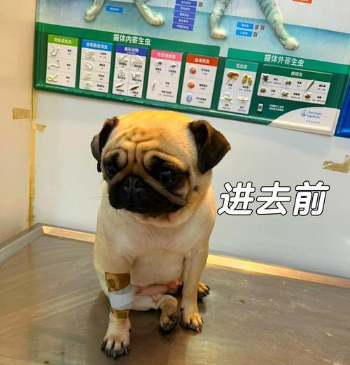 揭秘巴哥犬寄生虫的征兆（了解巴哥犬寄生虫感染的迹象和治疗方法）