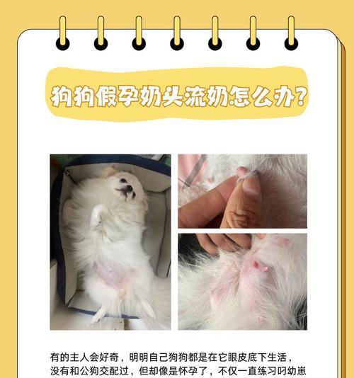 狗狗月经后何时适宜配种？（繁殖专家为您解答配种时间选择的关键因素）