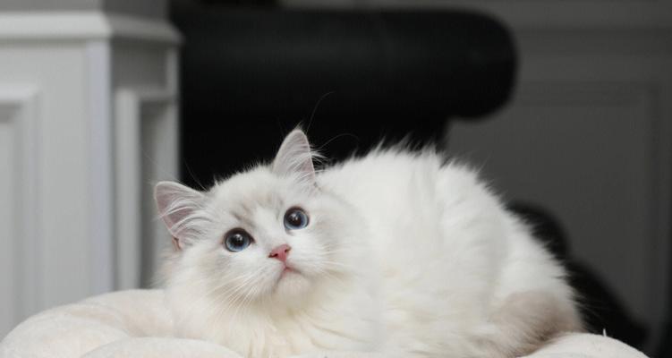 了解布偶猫