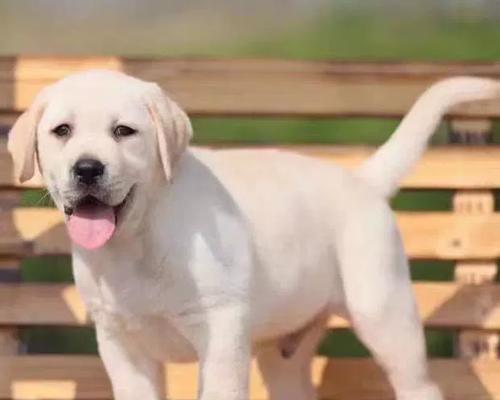 导盲犬（了解导盲犬的不同品种及其特点）
