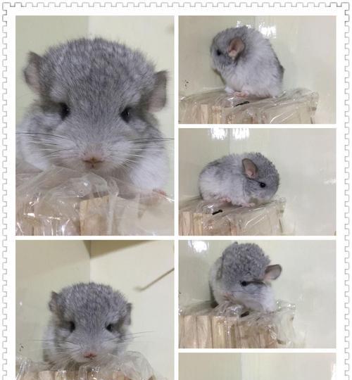 小龙猫的奶食期限有多长？（探讨小龙猫从出生到断奶阶段的奶食时间及关键因素）