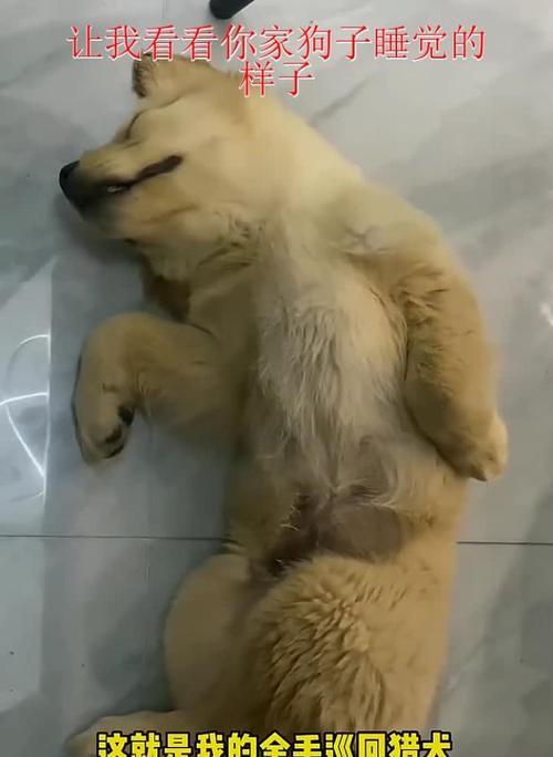 狗狗六个月大应该睡多久？（研究发现狗狗的睡眠需求与年龄相关）